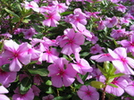 27955 Pink flowers.jpg